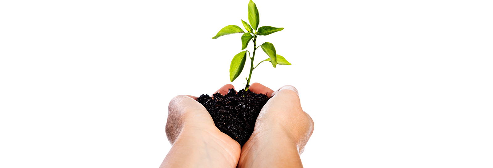 Manos sosteniendo una planta con tierra